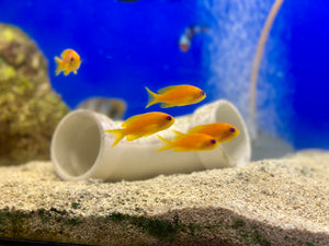 Lyretail Anthias