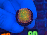 ECC Ludicrous Chalice Coral Frag