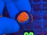ECC Time Warp Goniopora Coral Frag