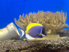 Powder Blue Tang