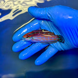 Christmas Wrasse, SSC