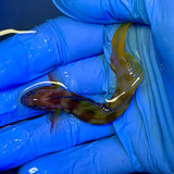 Midas Blenny