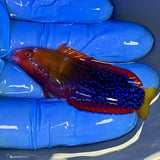 Red Coris Wrasse