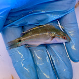 Exquisite Wrasse Pair, SSC