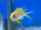 Borbonius Anthias