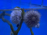 Pincushion Urchin