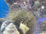Pincushion Urchin