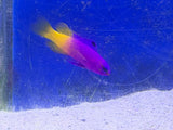 Royal Gramma Basslet