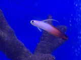 Orange Firefish Goby