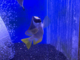 Magnificent Foxface Rabbitfish