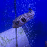 Narrow-Lined Pufferfish