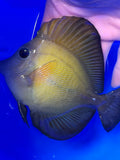 Scopas Tang