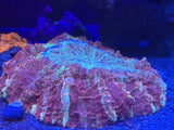 WYSIWYG Acanthophyllia Coral