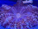 WYSIWYG Acanthophyllia Coral