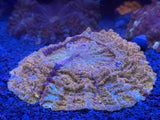 WYSIWYG Acanthophyllia Coral