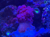 Red Nepthya Leather Coral