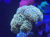 Rose Gold Hammer Coral