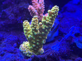 Walt Disney Tenius Acropora Coral