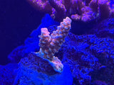 RR Lady in Pink Tenuis Acropora Coral