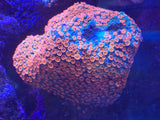 Meteor Shower Cyphastrea Coral Frag