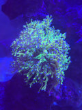 Blue Tip Green Frogspawn Coral