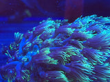 Teal Long Polyp Goniopora Coral Frag