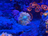 Ultra Orange Ricordea Yuma Mushroom Coral