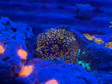 ECC Interstellar Mushroom Coral Frag