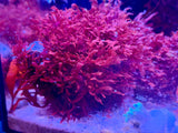 Red Graciliaria Flat Blade Macro Algae