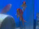 Orange Lyretail Anthias