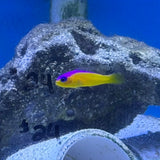 Purple Stripe Diadema Dottyback