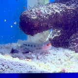 Red Head Goby