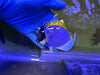Powder Blue Tang