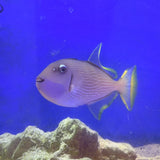Blue Throat Triggerfish