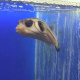 Narrow-Lined Pufferfish