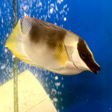 Magnificent Foxface Rabbitfish