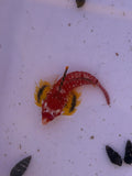 Ruby Red Dragonet
