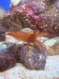 Peppermint Shrimp