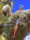 Crinoid Squat Lobster (Allogalathea elegans)