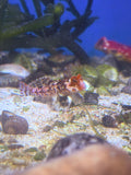 Red Starry Scooter Blenny