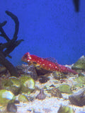 Ruby Red Dragonet