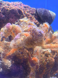 Spider Decorator Crab