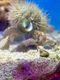 Red Tip Hermit Crab