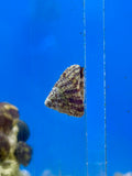 Banded Trochus Snail