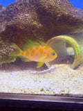 Borbonius Anthias