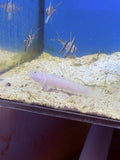 Blue Dot Sleeper Goby, SSC