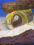 Smith's Blenny