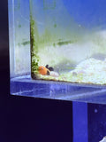 Panda Goby