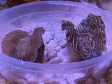 Ultra Derasa Clam