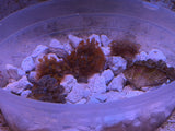 Maxima Clam, 1.25"